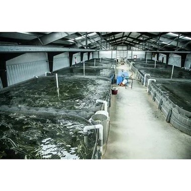 Zivju audzētavas ēka